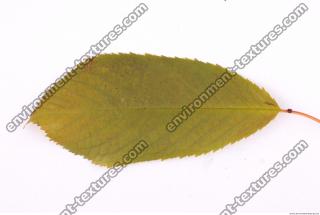 Photo Texture of Leaf 0078
